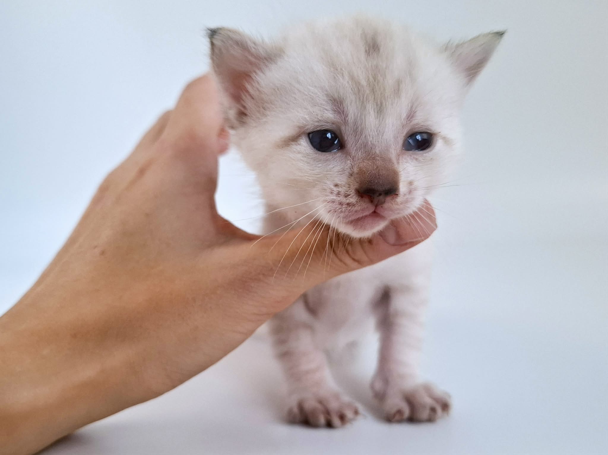 Kitten 3